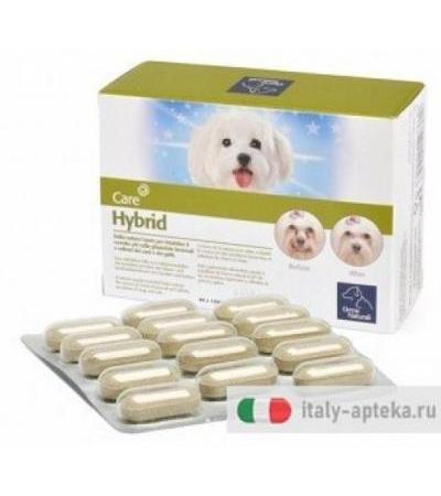 HYBRID ORME NAT 60CPR