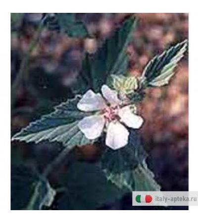 Altea Estr Ial Gtt 50ml