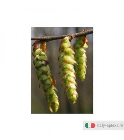 Msa Carpinus Betulus 50ml