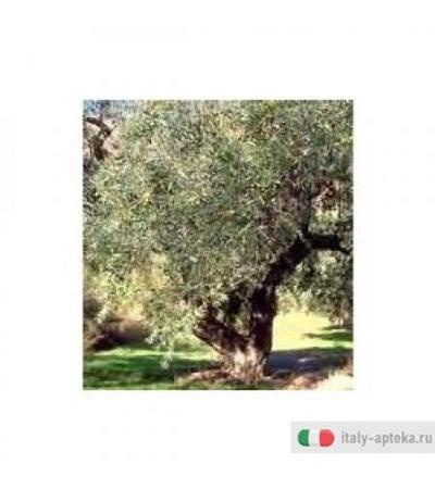 Msa Olea Europea 50ml