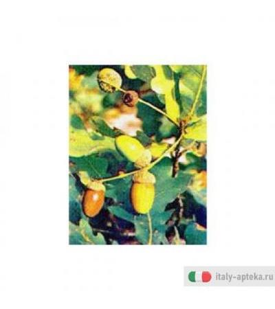 Msa Quercus Peduncol 50ml