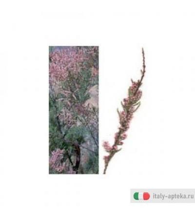 Msa Tamarix Gallica 50ml