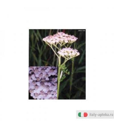 Tsa Achillea Millefgl 50ml