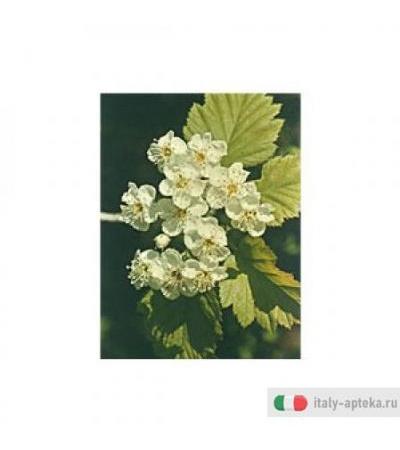 Tsa Crataegus Oxycan 50ml
