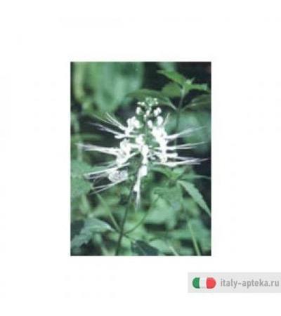 Tsa Orthosiphon Stami 50ml