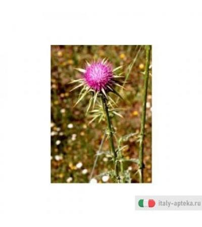 Tsa Sylibum Marianum 50ml