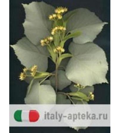 MSA TILIA TOMENTOSA 50ML